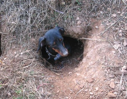 dachshund used for hunting
